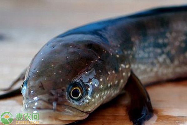 七星雷龍魚能長多長：七星雷龍魚在理想條件下可以生長到10-12厘米長 七星雷龍魚能長多長：七星雷龍魚在理想條件下可以生長到10-12厘米長 龍魚百科 第4張