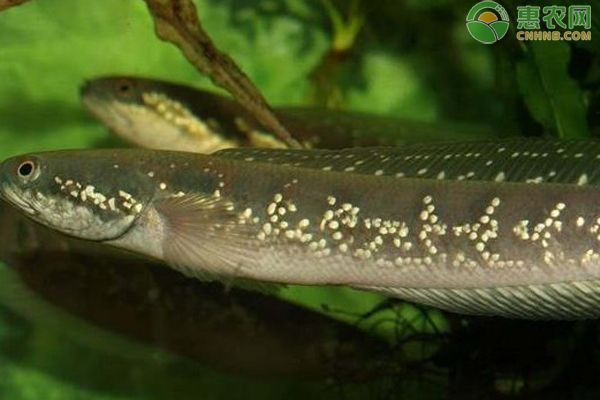 七星雷龍魚能長多長：七星雷龍魚在理想條件下可以生長到10-12厘米長 七星雷龍魚能長多長：七星雷龍魚在理想條件下可以生長到10-12厘米長 龍魚百科 第5張