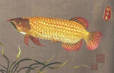 金龍魚詩句【以下是一些描寫金龍魚的詩句：金色鱗片閃爍光，尾鰭展開如扇花】