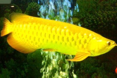 金龍魚詩句【以下是一些描寫金龍魚的詩句：金色鱗片閃爍光，尾鰭展開如扇花】