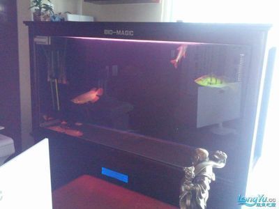 龍魚的缸（龍魚缸開缸詳細步驟解析,龍魚缸跳蓋設計建議）