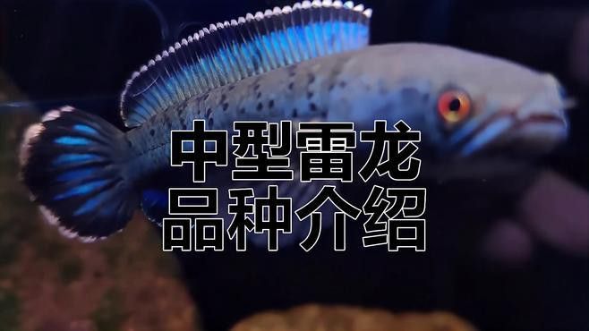 什么品種的雷龍魚好看又便宜