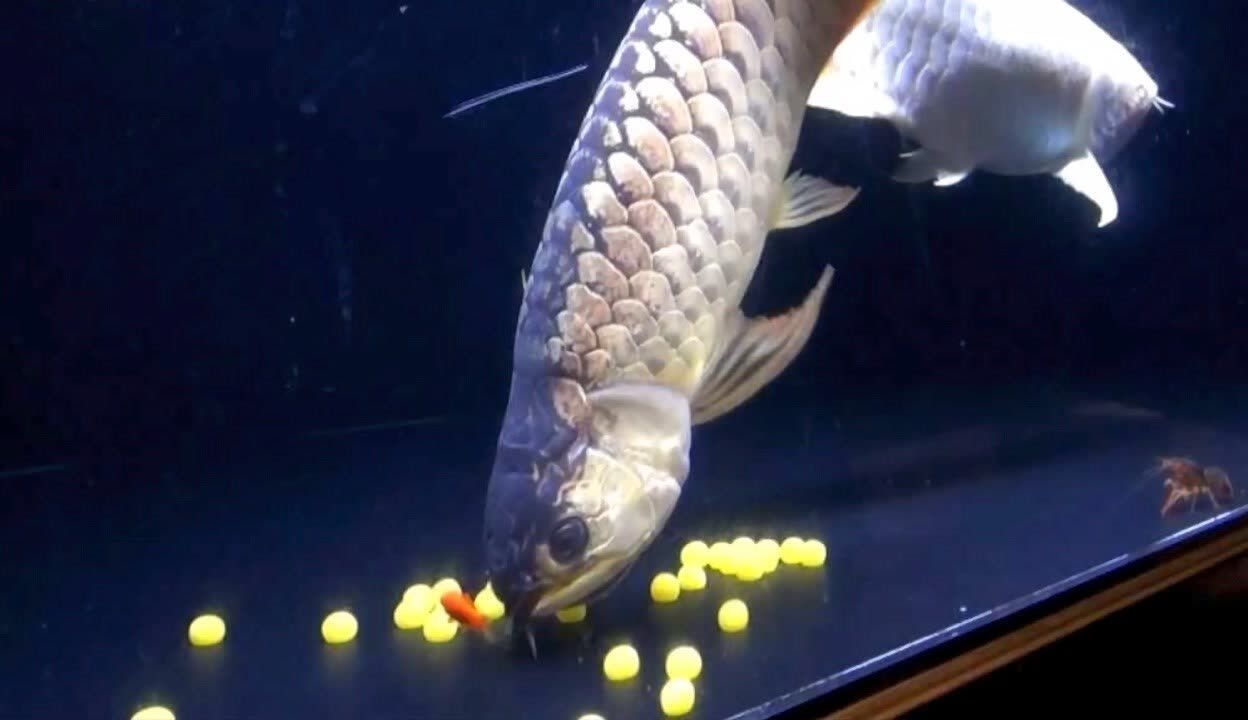 龍魚如何打撈魚卵：關于龍魚如何打撈魚卵的一些詳細信息