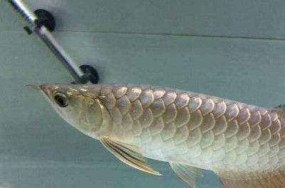 龍魚幾天開口吃食：龍魚開口吃食的時間