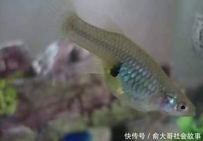 剛出生的龍魚吃什么（剛出生的龍魚在仔魚階段的飲食習慣和成年龍魚有很大的不同）
