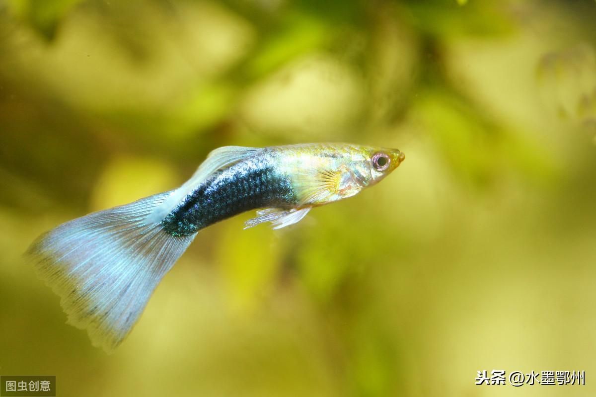 剛出生的龍魚吃什么（剛出生的龍魚在仔魚階段的飲食習慣和成年龍魚有很大的不同）