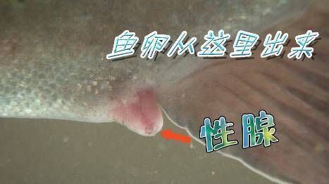 龍魚魚卵怎么孵化（如何判斷龍魚魚卵是否受精）