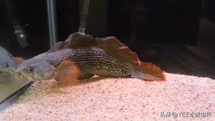 紅龍魚魚缸背景圖高清壁紙（紅龍魚魚缸背景圖高清壁紙大全）