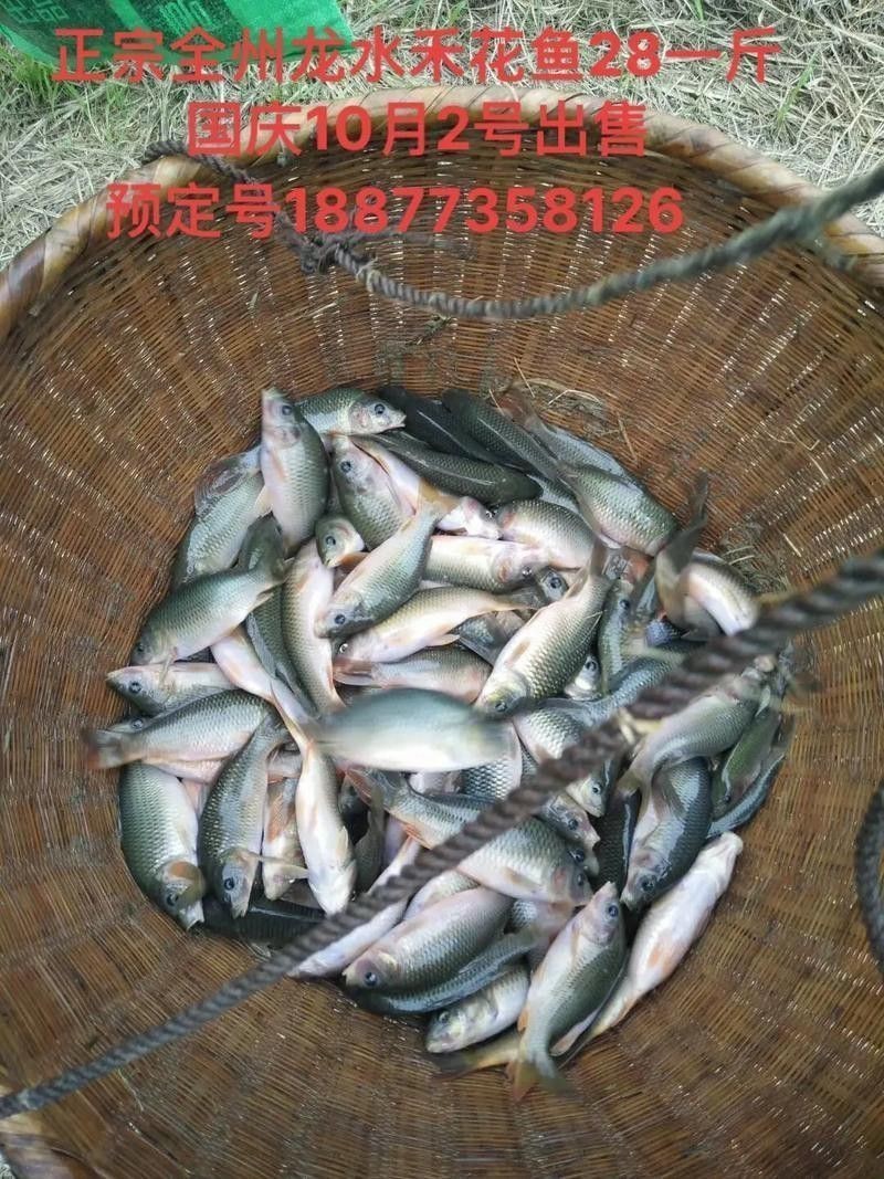 花龍魚是什么樣子的圖片