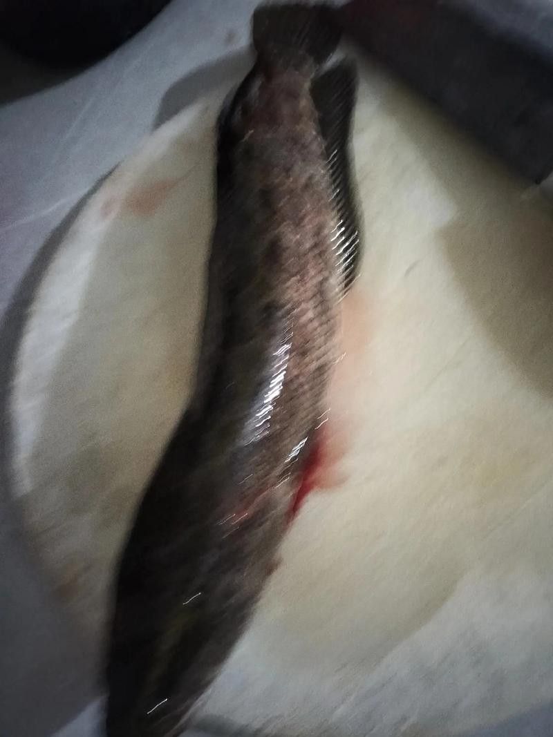 花龍魚是什么樣子的圖片