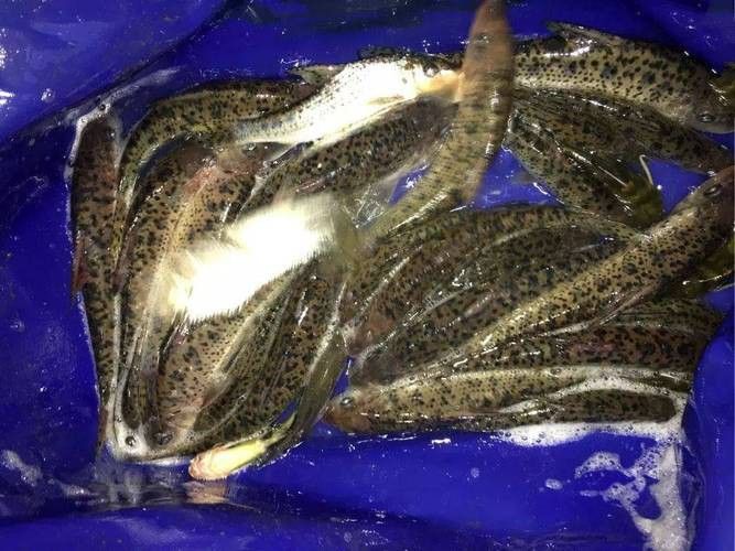 花龍魚是什么樣子的圖片