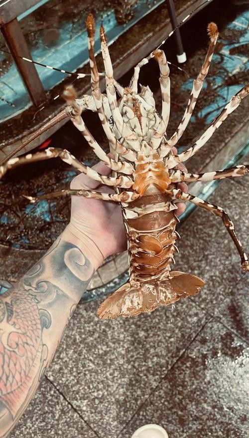 花龍魚是什么樣子的圖片