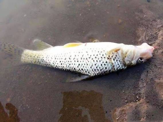 花龍魚是什么樣子的圖片