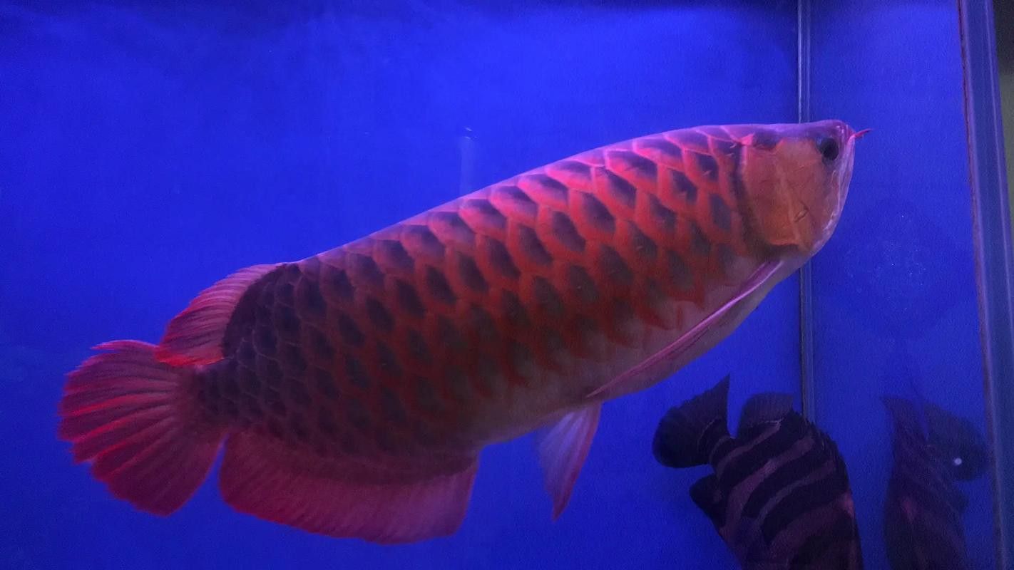 花龍魚是什么樣子的圖片