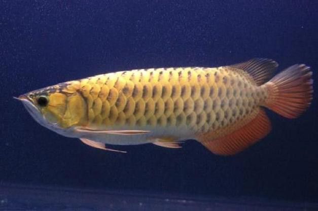 花龍魚是什么樣子的圖片