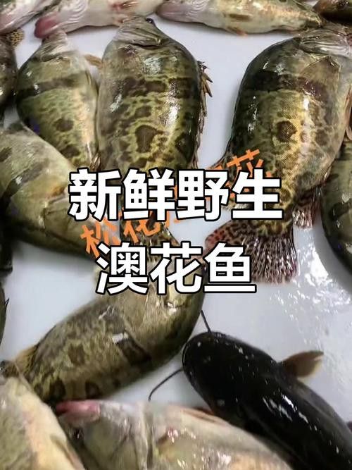 花龍魚是什么樣子的圖片