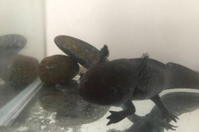 家里養六角龍魚好不好：家里養一條六角龍魚好不好