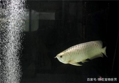龍魚不吃飼料只吃蟲子怎么辦：如何改變龍魚的飲食習慣