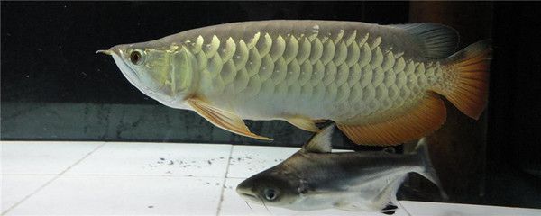龍魚浮面是什么情況：龍魚常見疾病預防，如何檢測龍魚水質