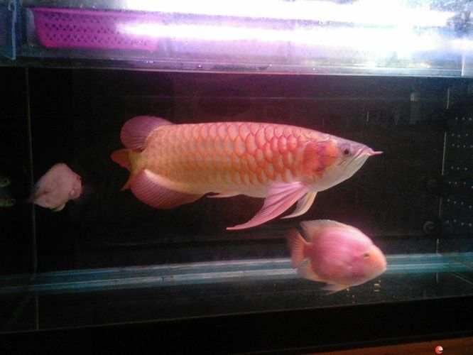 龍魚愛打架（龍魚之間愛打架的原因及相應的解決方案）