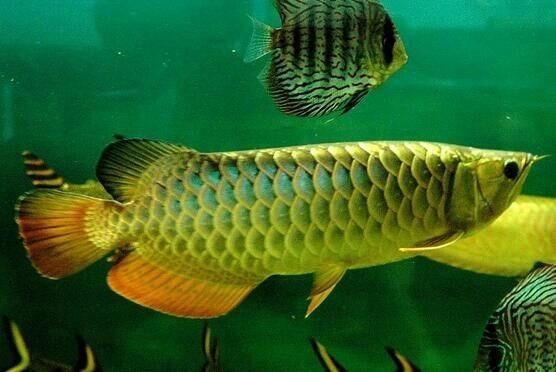 龍魚愛打架（龍魚之間愛打架的原因及相應的解決方案）