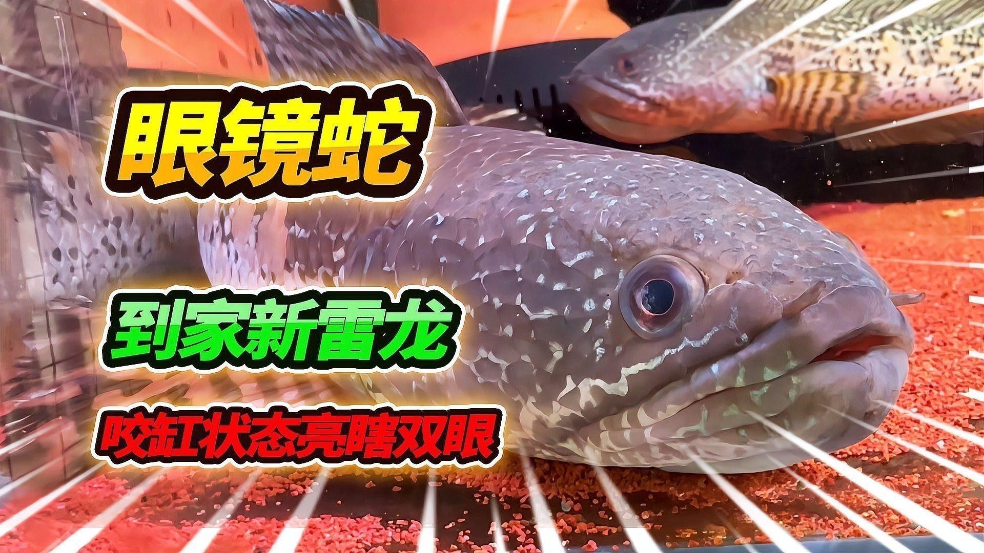哪些雷龍魚適合新手