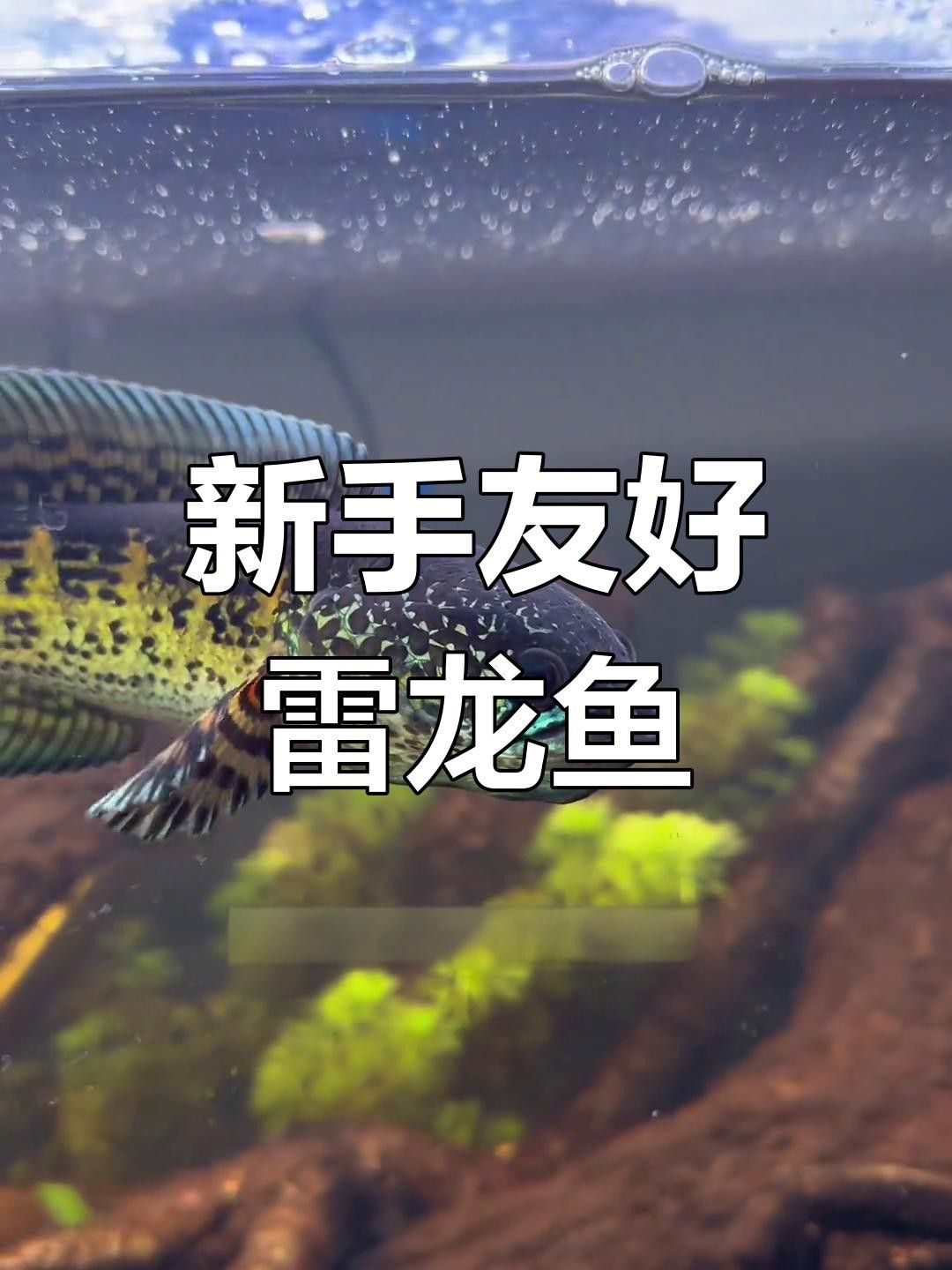 哪些雷龍魚適合新手