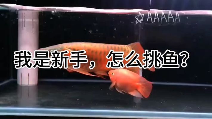 龍魚怎么挑：如何挑選龍魚