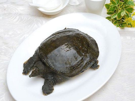 龍魚怎么挑：如何挑選龍魚