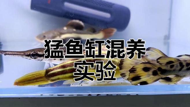 招財貓魚和龍魚混養需要注意什么？