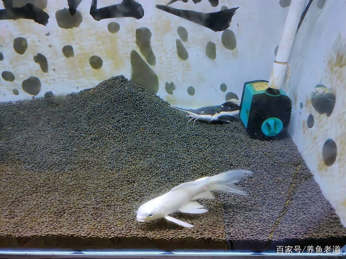 招財貓魚和龍魚混養需要注意什么？