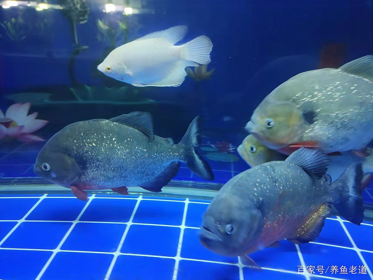 招財貓魚和龍魚混養需要注意什么？