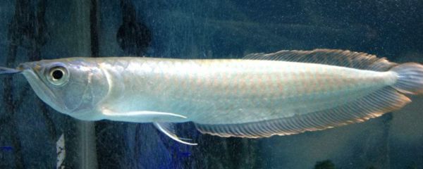 40厘米銀龍魚價格表圖片（40公分銀龍魚什么價格360問答）