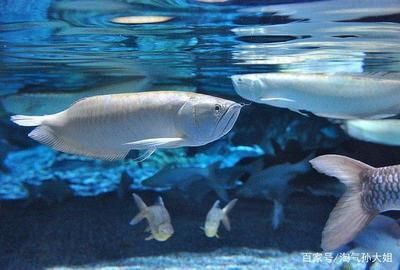 40厘米銀龍魚價格表圖片（40公分銀龍魚什么價格360問答）