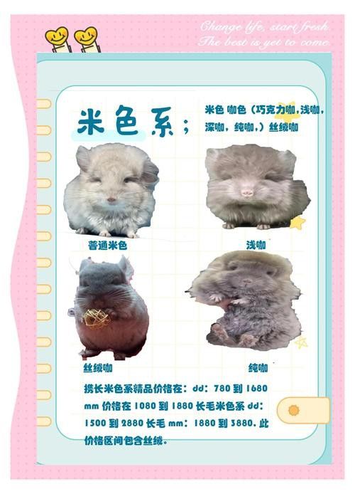 推薦一些適合新手的龍貓品種