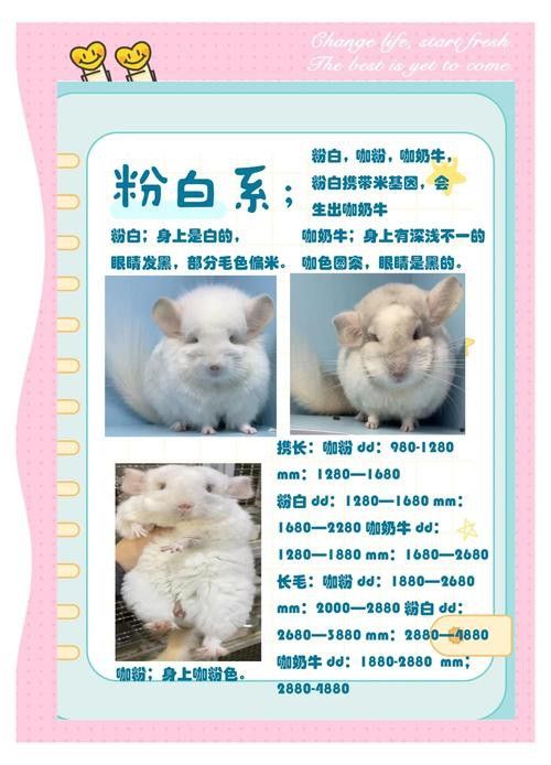 推薦一些適合新手的龍貓品種