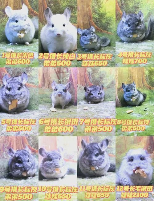 推薦一些適合新手的龍貓品種