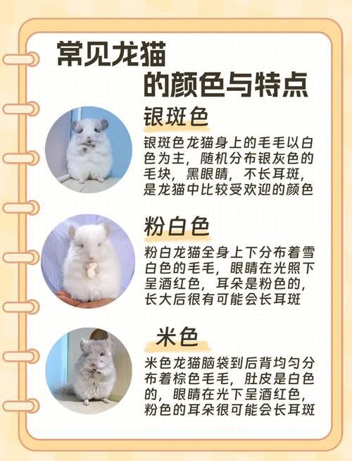 推薦一些適合新手的龍貓品種