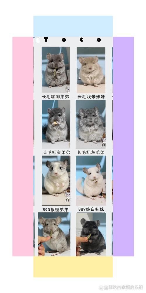 推薦一些適合新手的龍貓品種