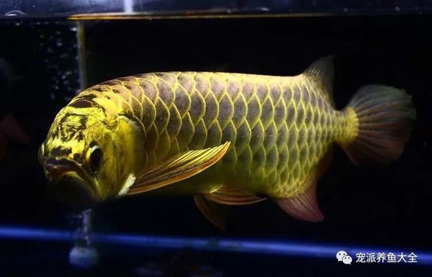 龍魚被咬死：龍魚的死亡可能由多種因素引起，