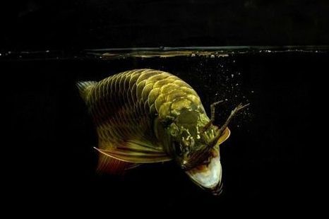 龍魚被咬死：龍魚的死亡可能由多種因素引起，