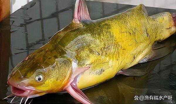 魚腹水可以擠出來嗎
