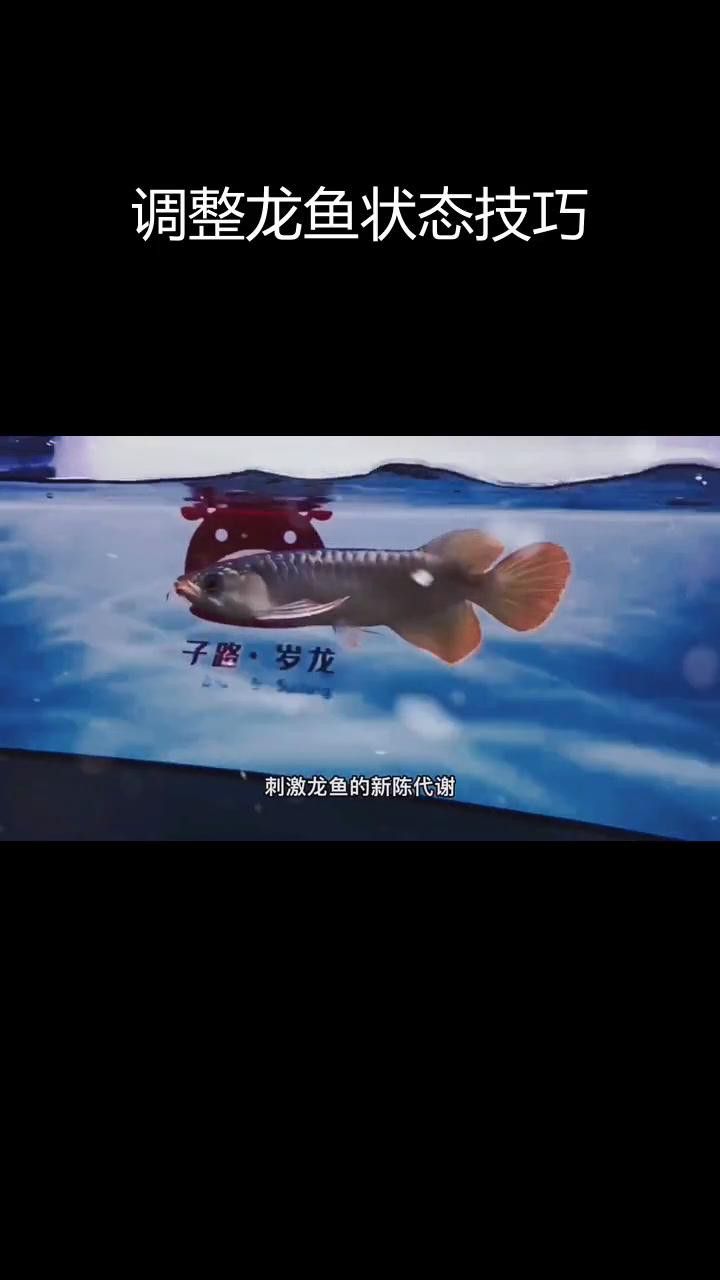 龍魚厭食多久需要干預？