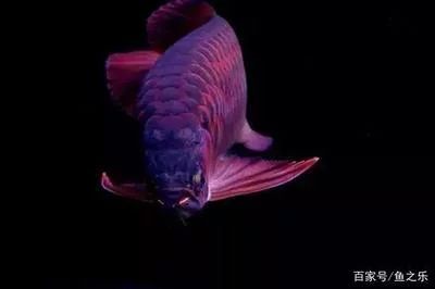 龍魚兜嘴對龍魚有什么影響嗎：龍魚兜嘴對龍魚有什么影響