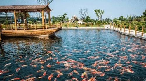 龍魚養殖基地圖片高清：國內最大的龍魚養殖基地