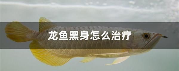 龍魚黑身怎么治療：龍魚黑身怎么治療龍魚黑身的治療方法