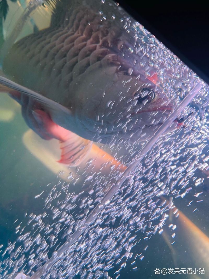 金龍魚受傷了翻身是怎么回事