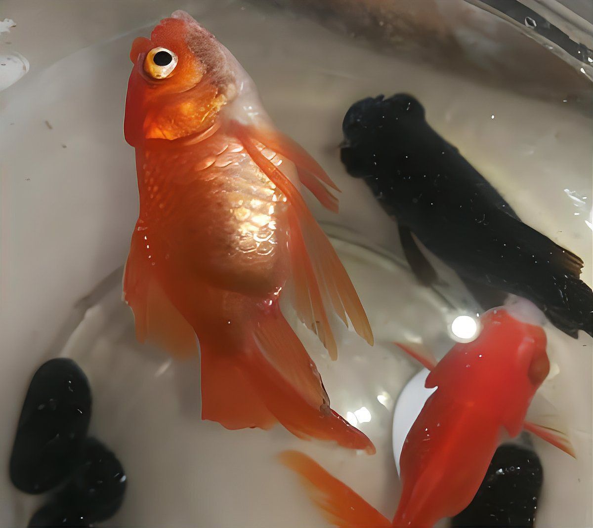 金龍魚受傷了翻身是怎么回事