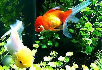 金龍魚受傷了翻身是怎么回事