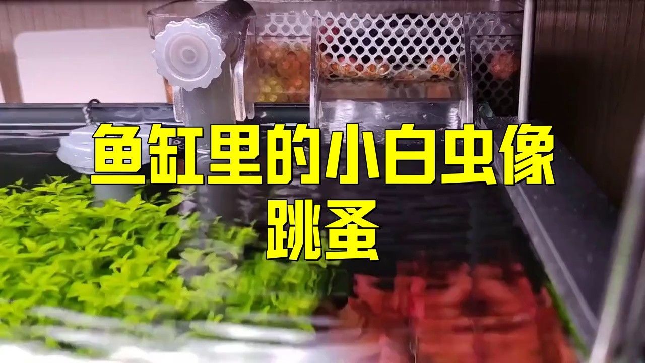龍魚缸有小白蟲是什么原因引起的